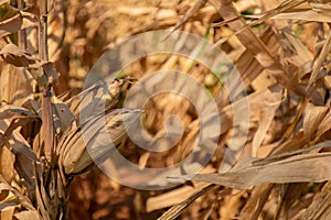 Beautiful golden view of wide corn field sunset background  dry leaves of vegetable farm ready to harvest  dried agricultural