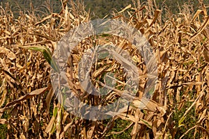 Beautiful golden view of wide corn field sunset background  dry leaves of vegetable farm ready to harvest  dried agricultural