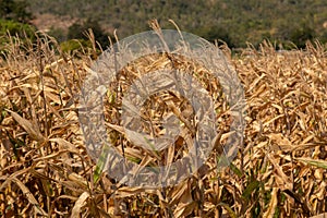 Beautiful golden view of wide corn field sunset background  dry leaves of vegetable farm ready to harvest  dried agricultural