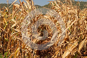 Beautiful golden view of wide corn field sunset background  dry leaves of vegetable farm ready to harvest  dried agricultural