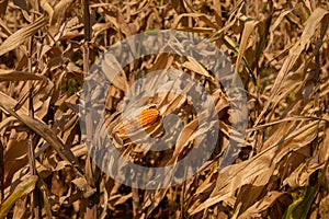 Beautiful golden view of wide corn field sunset background  dry leaves of vegetable farm ready to harvest  dried agricultural