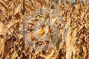 Beautiful golden view of wide corn field sunset background  dry leaves of vegetable farm ready to harvest  dried agricultural