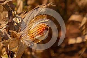 Beautiful golden view of wide corn field sunset background  dry leaves of vegetable farm ready to harvest  dried agricultural