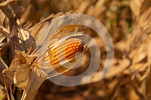 Beautiful golden view of wide corn field sunset background  dry leaves of vegetable farm ready to harvest  dried agricultural