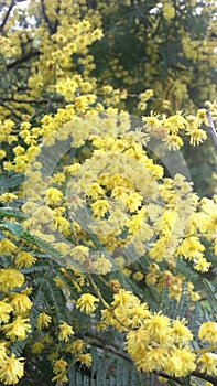 Beautiful golden wattle flower in Melbourne , Australia