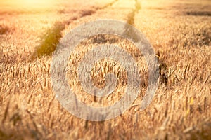 Beautiful golden wheat field in afternoon, rural scenery under shining sunlight