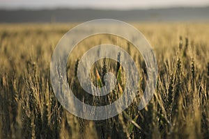 Beautiful golden wheat field in autumn season at sunsise.