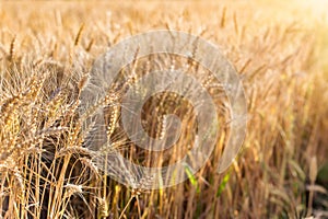 Beautiful golden wheat field in late afternoon, ears of golden wheat close up