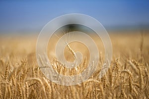 Beautiful golden wheats are growing in a farm field