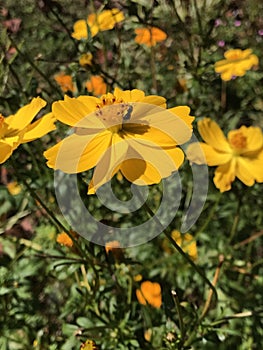 Beautiful Golden Yellow Cosmos Bloom - Cosmos sulphureus - Morgan County Alabama USA photo