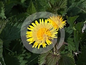 Beautiful golden yellow dandelion flower close up green leaves