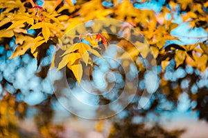 Beautiful golden yellow maple leaves on the natural background blur