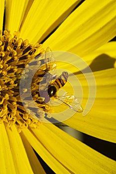 Hermoso dorado girasol miel de abeja 