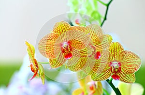 Beautiful golden yellow phalaenopsis orchids