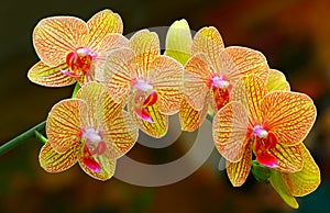 Beautiful golden yellow phalaenopsis orchids