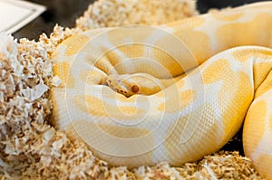 Beautiful Golden yellow Python snake