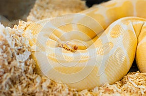 Beautiful Golden yellow Python snake