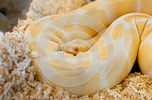 A beautiful Golden yellow Python snake