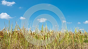 Beautiful golden yellow rice fields on a bright blue sky.