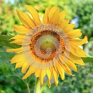 A beautiful golden yellow sunflower head blooming in a garden.