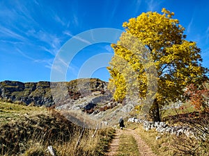 Beautiful golden yellow tree full of old leaves next to a hiking path on a autumn fall day in colorful nature, symbolizing