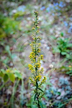 Beautiful goldenrod plant in a natural wild setting