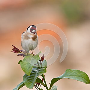 The beautiful Goldfinch