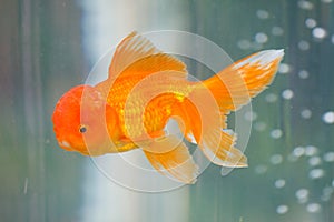 Beautiful goldfish