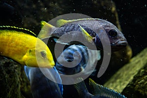 Beautiful goldfish eat in a fish tank. Aquatic animals in captivity. Bluish colored fish