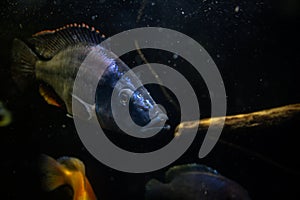 Beautiful goldfish eat in a fish tank. Aquatic animals in captivity. Bluish colored fish