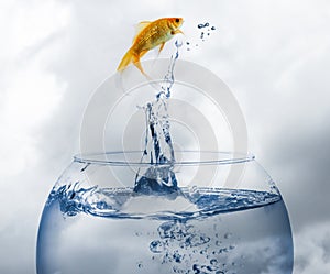 Beautiful goldfish jumping out of water against cloudy sky