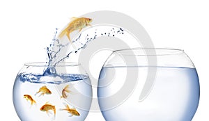 Beautiful goldfish jumping out of water on white background