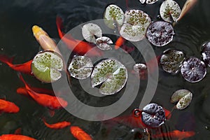 Beautiful goldfish swim in the garden pond