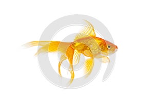 Beautiful goldfish swimming