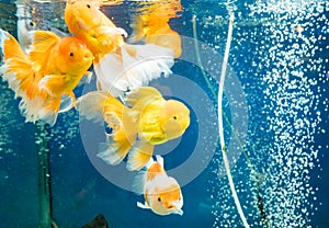 Beautiful Goldfish swimming in the fish tank