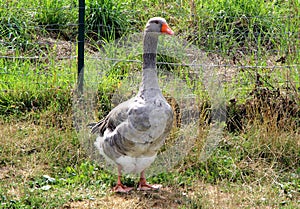 A beautiful goose photo