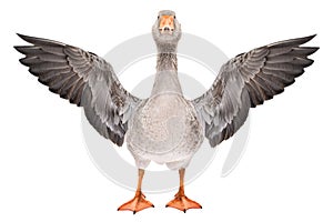 Beautiful goose stands with wings spread