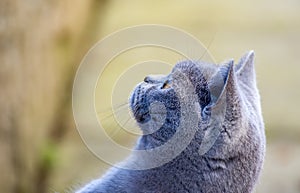 Beautiful Gorgeous British Blue Short Hair pedigree cat with eye brows, whiskers and sharp side view of eye.