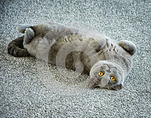 Beautiful Gorgeous British Blue Short Hair pedigree cat lying on back looking so cute on grey carpet