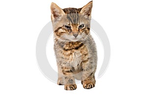 Beautiful and gorgeous cat with white background. Beautiful cat picture animal pets wild lfie beauty