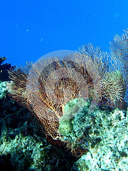 Beautiful Gorgonian Sea Fan Fiji