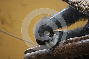 Beautiful gorilla hands silver back wild and dangerous animal photo