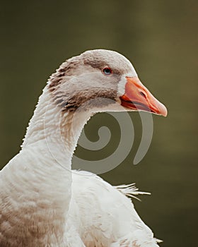 The Black Lake Goose photo