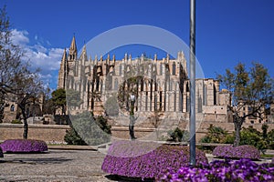 Beautiful gothic style La Seu Cathedral seen from park against blue sky