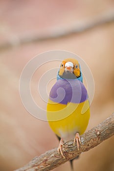 Beautiful Gouldian Finch.