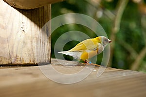 Beautiful Gouldian Finch