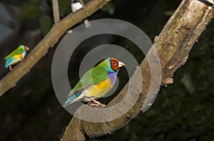 Beautiful Gouldian Finch