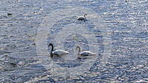 Beautiful graceful black-necked swans Cygnus melancoryphus swim in a blue lake. photo