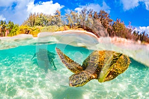 A Hawaiian Green Sea Turtle in the Pacific Ocean in Hawaii
