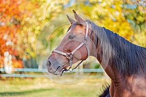 Beautiful graceful horse, closeup portrait close-up. Horse on the farm